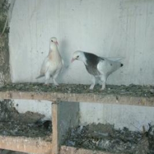 saxlamaga deyer cut balalardi