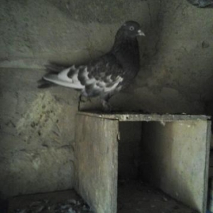 bele qus axdariram.kimde varsa elaqe saxlasin.bada