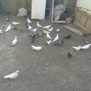 kom satilir 36 danadir