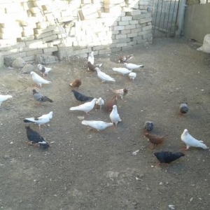 kom satilir 36 danadir