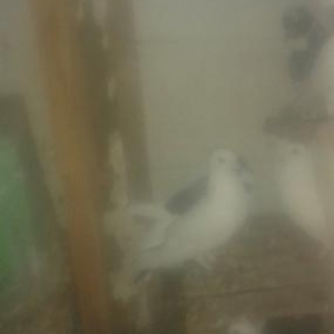 ucandi ela qusdu iksinide tutulmuş qusdardi suyna