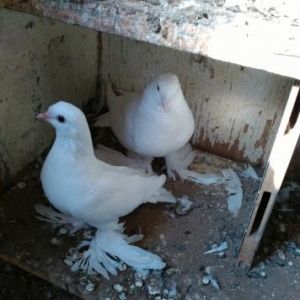 Bir cüt qalib.Cutu satıram.Temiz ağdır,hec bir