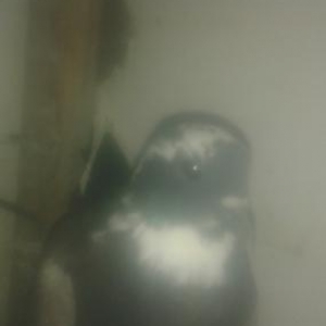 ucandi ela qurdu və baki qusudu