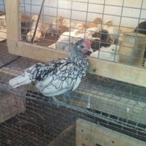 tam saglam zibrit satilir vaksinleri verilib