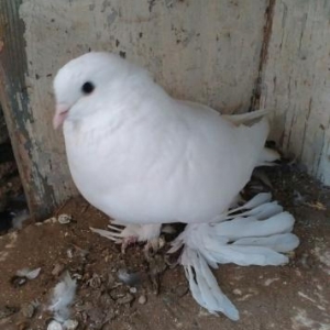 Bir cüt qalib.Cutu satıram.Temiz ağdır,hec bir nişanı yoxdur.