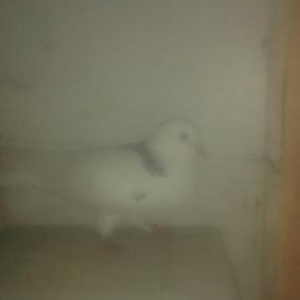 ucan qurdu hec bir prablemi yoxdur