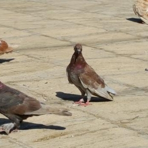 Super  quslar saatliq