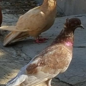 Super  quslar saatliq