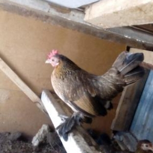 1 ededi yumurtalayir