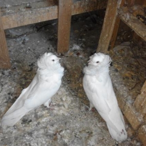 Ucuz qiymete saglam yakobinler