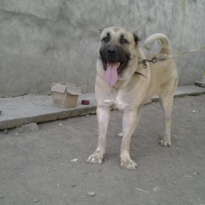 1 yaşı var, təmizqan qurdbasardı, təcili sat�