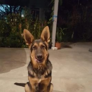 sentyabirin 7si 5 aylik olacak peyvendleri vurulub