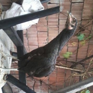 heyreti toyuq turk bodrum cinsi