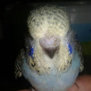 100% temiz qan erkek bala cex hec bir qatiwiqi yox