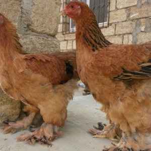 8 aylığa Brama toyuglari satilir.1 i