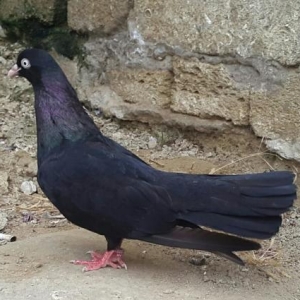 zil qara aq dimdiy aq göz alıram şəkildəki so