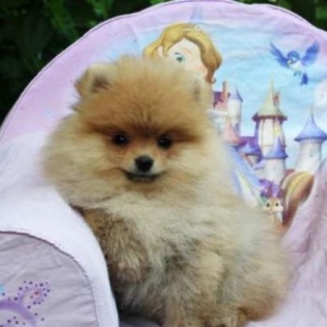 Померанский шпиц (Медвежон�
