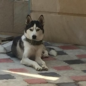 bina evine kocduyum ycyn satiram