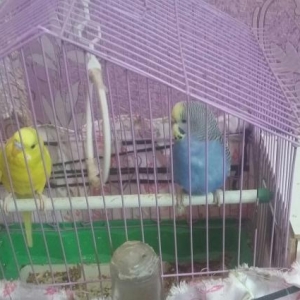 3 eded papuqay satilir.1 Dişi 2 Erkek