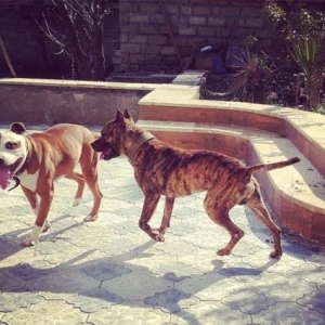 Pitbul balalari satilir