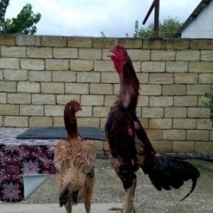 Adi Tayson Temiz Türk cinsidir Öler ama qaçdi s