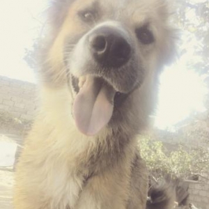 quyun iti afcarka qarisigi 6barmancisile sortu sam