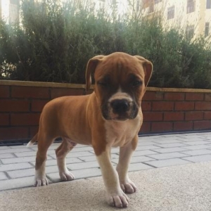 Шестеро малышей питбуля ищ�