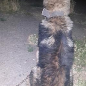 Alman çoban iti.(Yevropeka ofcarka)Qiymetde cuuzi endirim ederem...! B