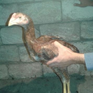 cins bece 4 aylıqdı daşdamir indaneziya qarşı