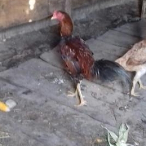 herati xoruz ve toyuq 1il 6 ayliq