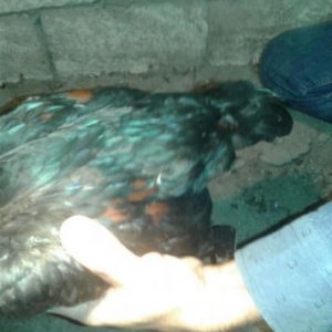 heyrati bece iyunun 10 cıxıbana ördek ata ingilis