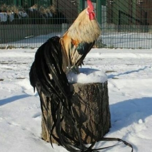 İndoneziya Feniks xoruzu