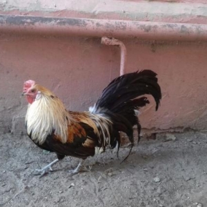 İndoneziya Feniks xoruzu