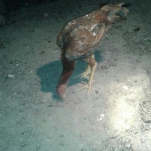 cins bece 4 aylıqdı daşdamir indaneziya qarşıqı