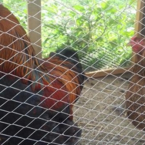 Koxin portağal sarı qara cücələri