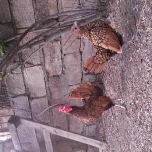 Zibrit bir cut temiz maldi.