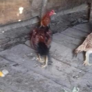 herati xoruz ve toyuq 1il 6 ayliq