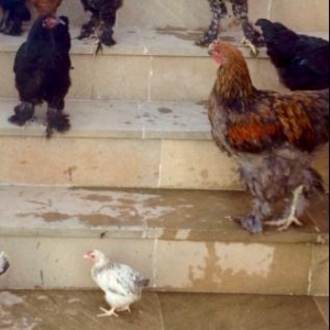 Brama Toyuqlari_muxtelif qiymetlerde