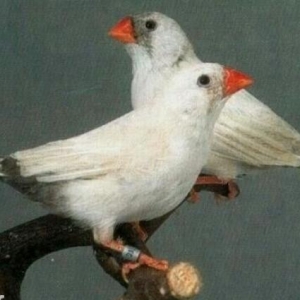 Амадины на любой вкус .