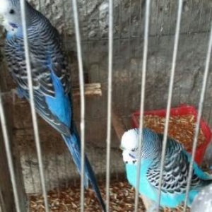 Qefesler..papuqaylar