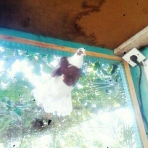 Qefesler..papuqaylar