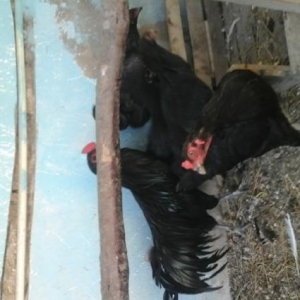 Sumatra ,yokohama fereleri