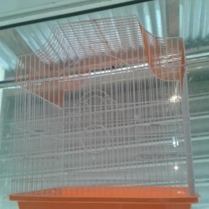 qefesler..papuqaylar..vitaminler