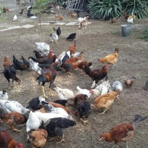 4 ayliq kend colpalari satılır.