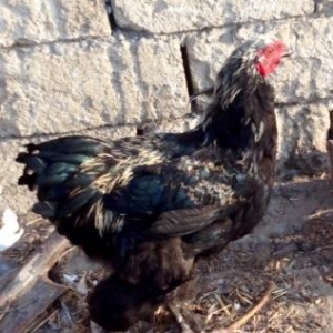 Brama Toyuqlari_muxtelif qiymetlerde