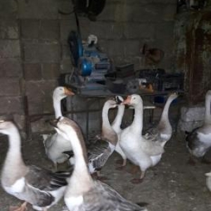 10 dene 5 qara 5 ax kuban qazlari sayiram...Hamisi