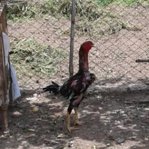 heyrati becedi temiz cinsdi 11 ayliq 2 meydani var