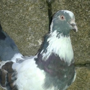 xarici olkenin qusydu davaynan arasi yaxsdi  oncun