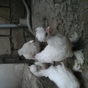 Sultan argenal cucesi 1heftelik