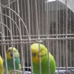 papuqay cex satiram tam ata qus